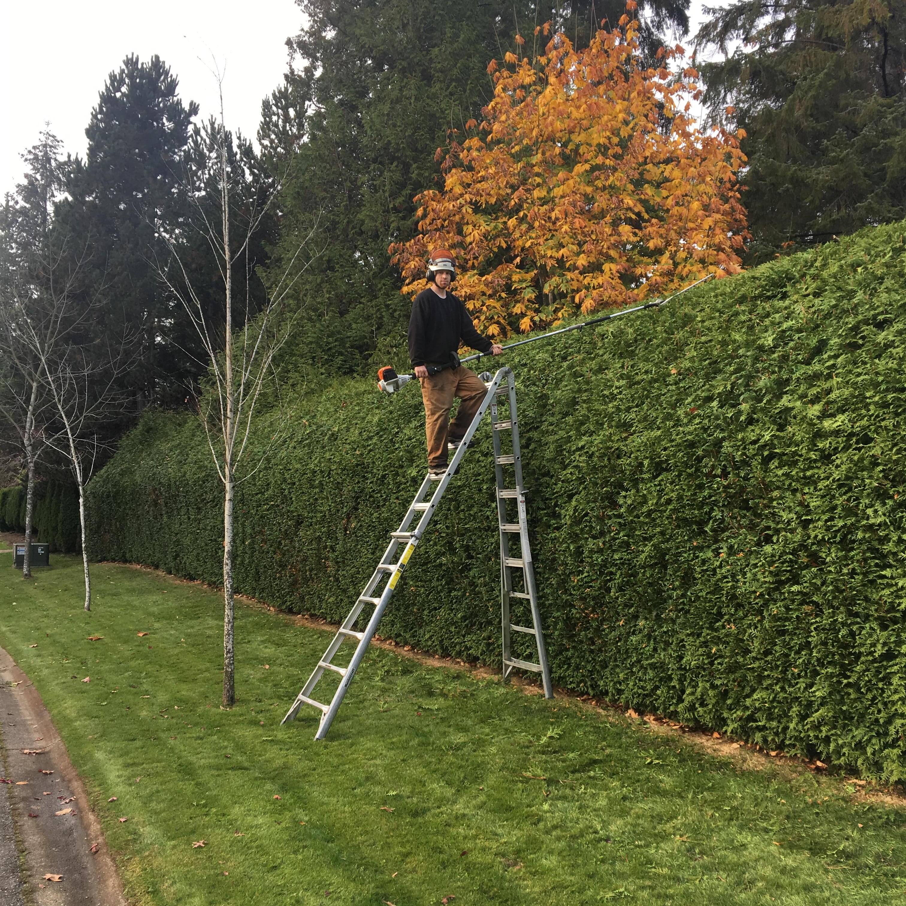 Expert Arborist in Langley, BC – Professional Care - specializing in pruning/hedge trimming at Just $25-30 hr!