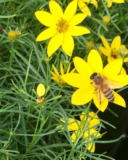 The Best BeesCompany is looking for a Beekeeper in the Dallas area.